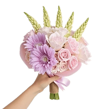 Petal Softness Display