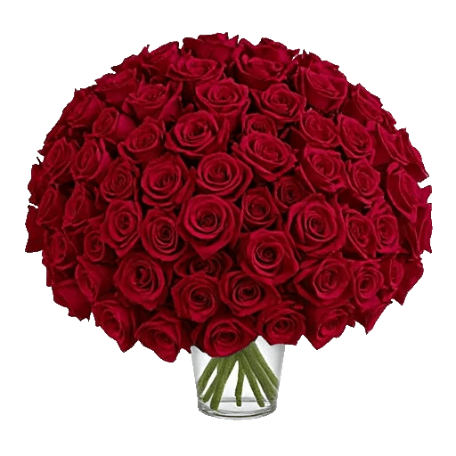 Crimson Rose Elegance