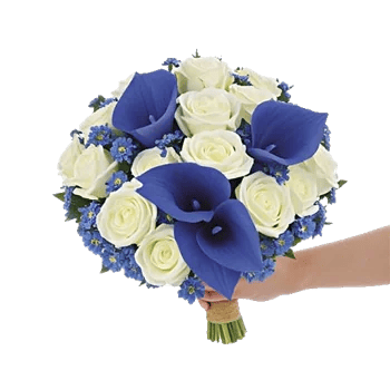 Elegant Calla Lilies