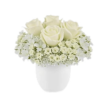 Minimalist White Orchids