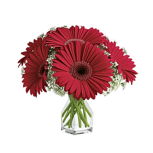 Petal Radiance Bliss