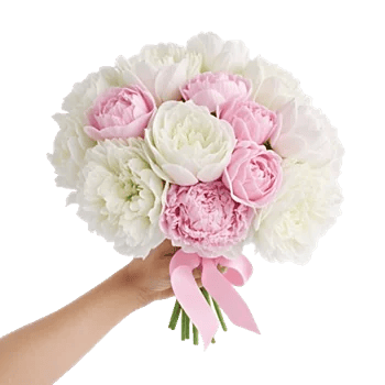 Peony Petal Harmony