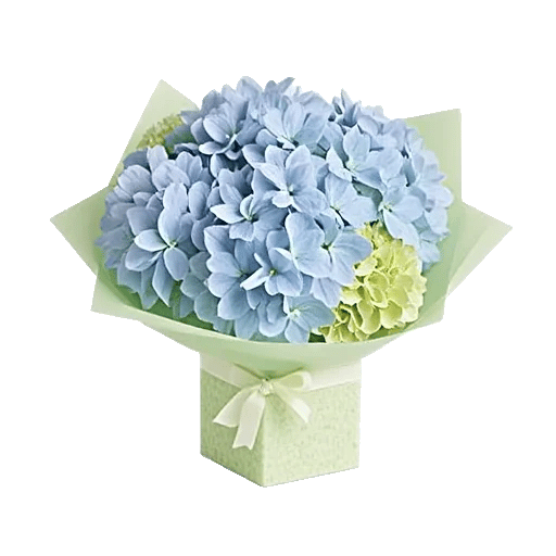 Sapphire Bloom Whisper