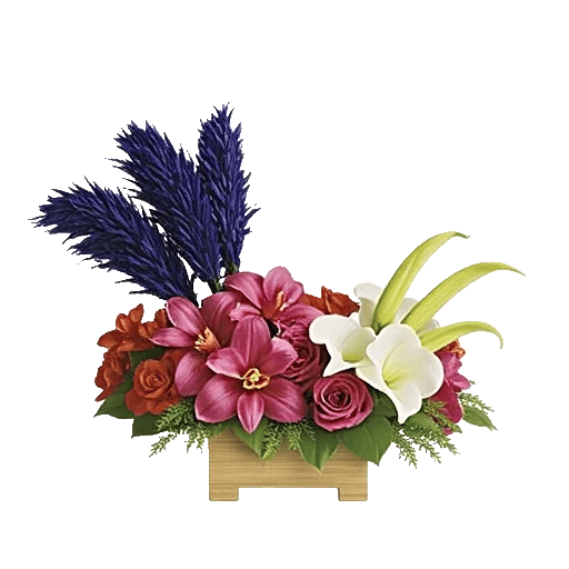 Serenity Orchid Bloom
