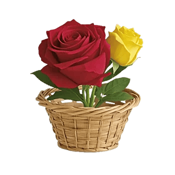 Radiant Rose Symphony