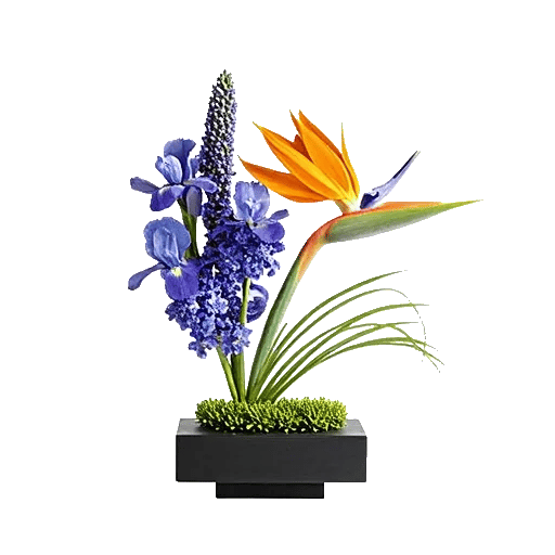 Minimalist White Orchids