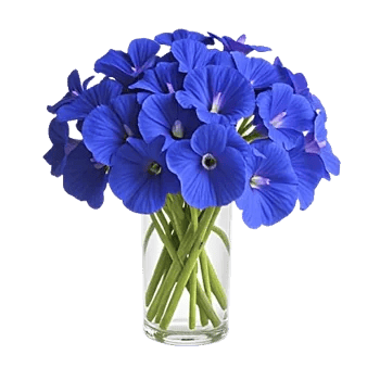 Petal Radiance Bliss