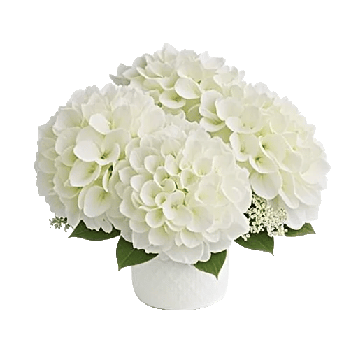 Ivory Blossom Radiance