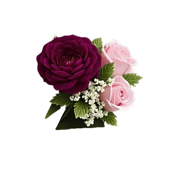 Plum Blossom Radiance