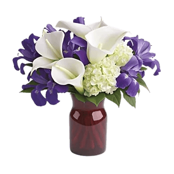 Elegant Calla Lilies