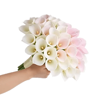 Elegant Calla Lilies