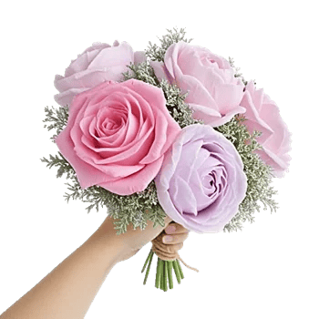 Pastel Pink Roses