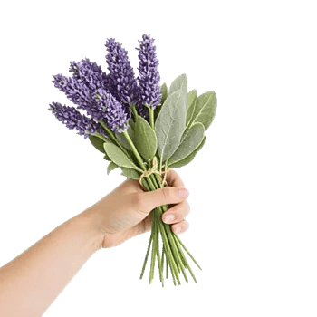Lavender Bloom Grace
