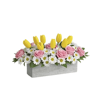 Velvet Tulip Display