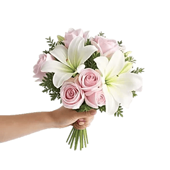 Pastel Pink Roses