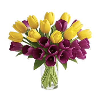 Velvet Tulip Display