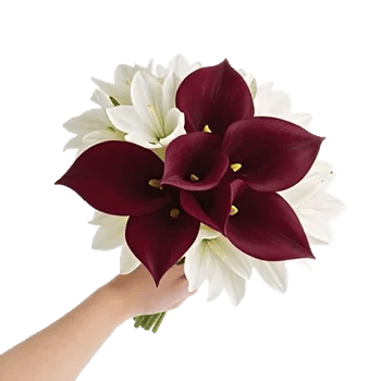 Elegant Calla Lilies