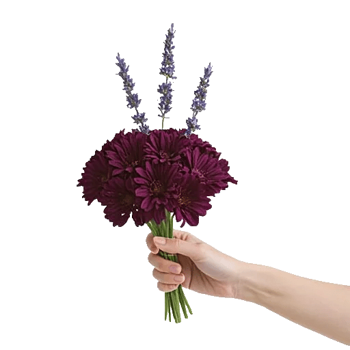 Petal Softness Display