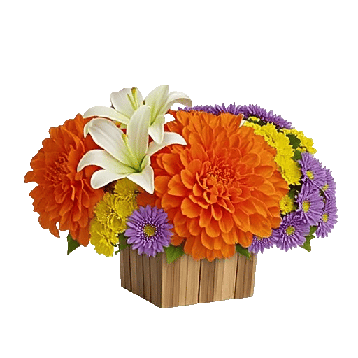 Petal Radiance Bliss