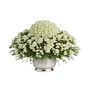 Minimalist White Orchids