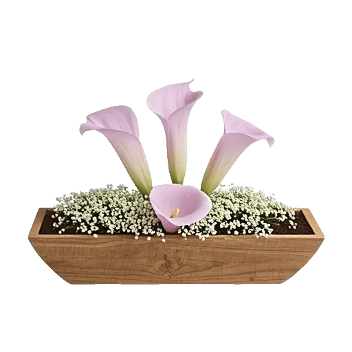Elegant Calla Lilies