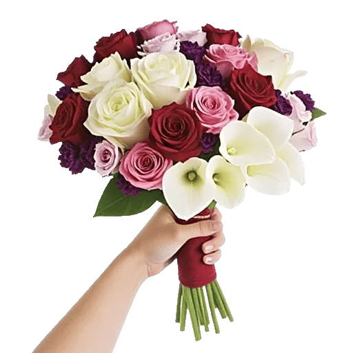 Blushing Rose Symphony