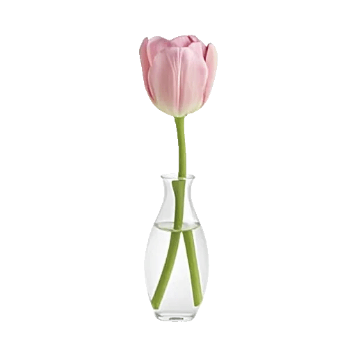 Velvet Tulip Display