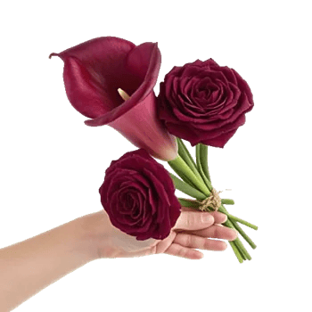 Elegant Calla Lilies
