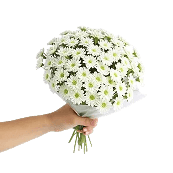 Minimalist White Orchids