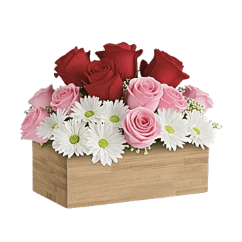 Crimson Rose Elegance