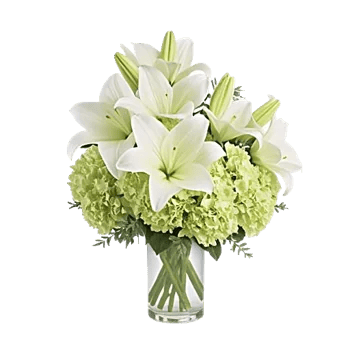 Ivory Blossom Radiance