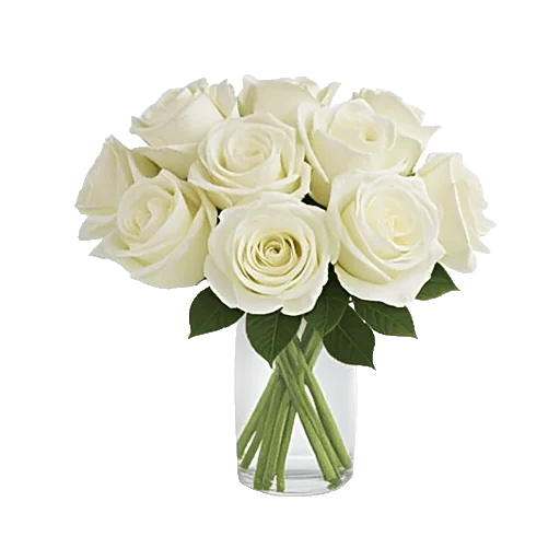 Radiant Rose Symphony