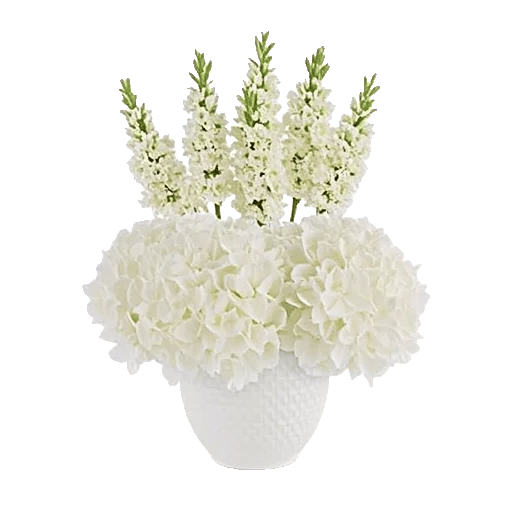 Ivory Blossom Radiance