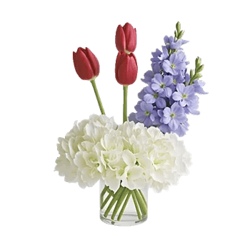 Velvet Tulip Display