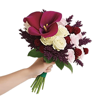 Elegant Calla Lilies