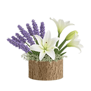 Lavender Bloom Grace