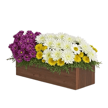 Delicate Petal Cascade