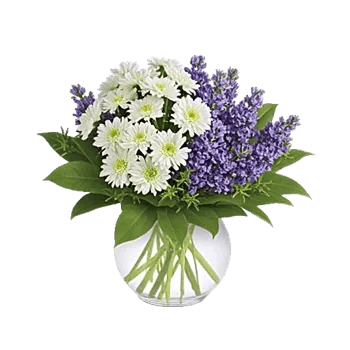 Lavender Bloom Grace