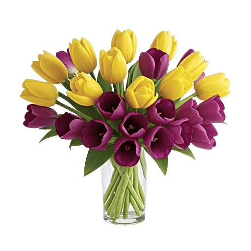 Velvet Tulip Display