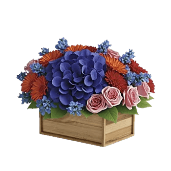 Sapphire Bloom Whisper