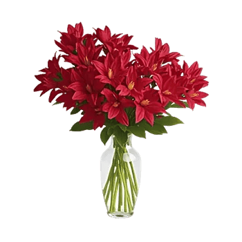 Crimson Blossom Harmony