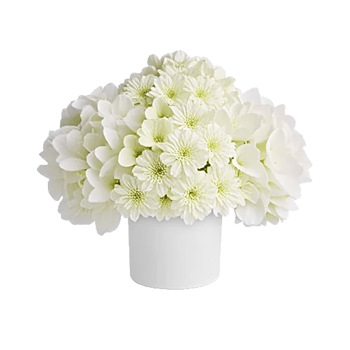 Ivory Blossom Radiance