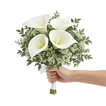 Elegant Calla Lilies