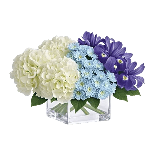 Sapphire Bloom Whisper