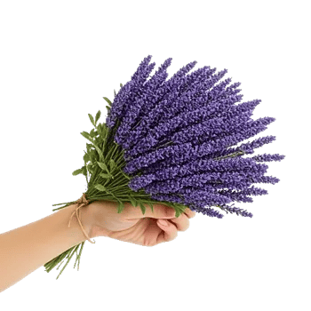Lavender Bloom Grace