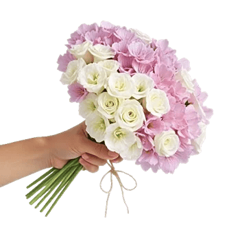 Petal Softness Display