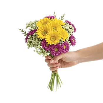 Enchanting Daisy Garden