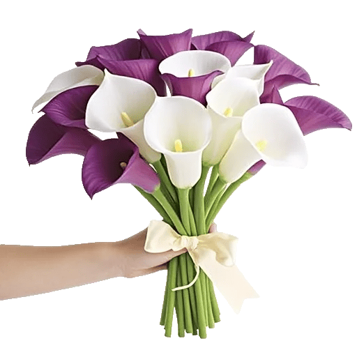 Elegant Calla Lilies