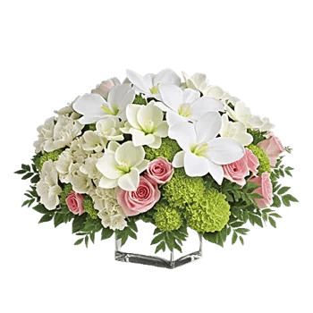 Modern White Orchids