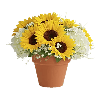 Amber Sunflower Glow